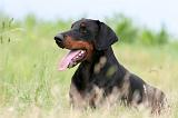 DOBERMANN 1284